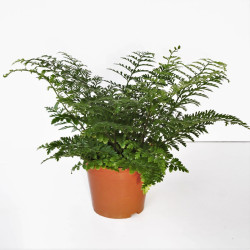 Planta asplenium parvati