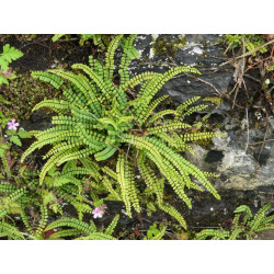 Planta asplenium rizado