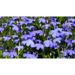 Semilla Lobelia 0,5 gramos