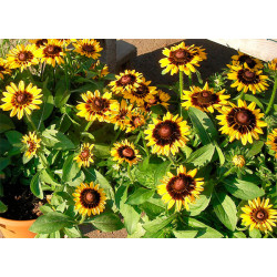 Semilla Rudbeckia 3 gramos