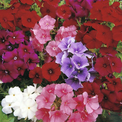 Semilla Phlox 2 gramos