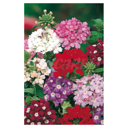 Semilla Verbena 1 gramo