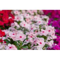 Semilla Vinca 0,5 gramos