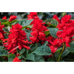 Semilla Salvia Splendens 0,5 gramos