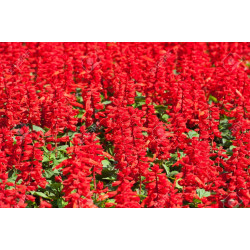Semilla Salvia enana 0,4 gramos