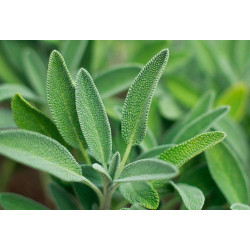Semilla Salvia 1,5 gramos