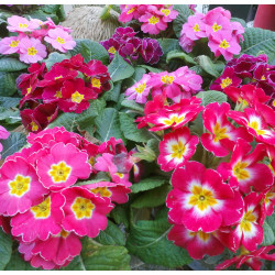 Semilla Primavera Prímula 0,2 gramos