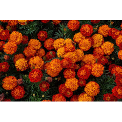 Semilla Clavel de las Indias 1 gramo