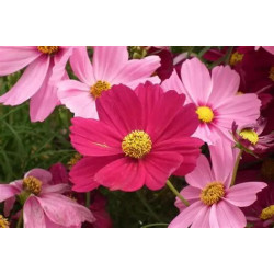 Semilla Cosmos 2 gramos