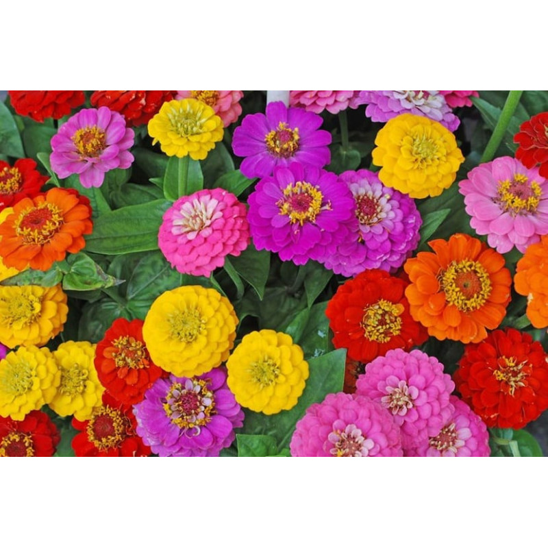 Semilla Zinnia 0,6 gramos
