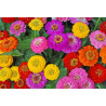 Semilla Zinnia 0,6 gramos