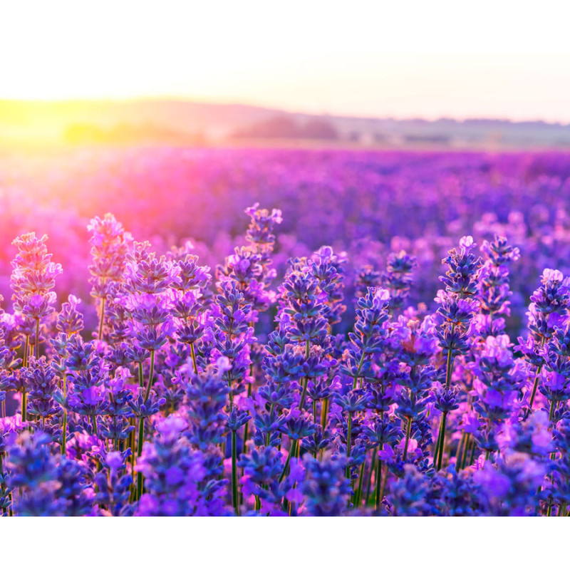 Semilla Lavanda 1,5 gramos