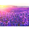 Semilla Lavanda 1,5 gramos