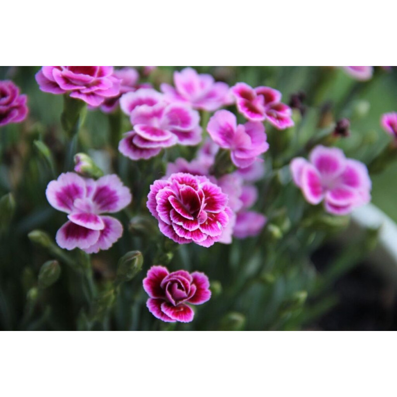 Semilla Clavel 1,2 gramos