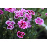 Semilla Clavel 1,2 gramos