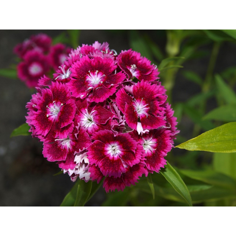 Semilla Clavel de China 4 gramos