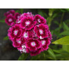 Semilla Clavel de China 4 gramos