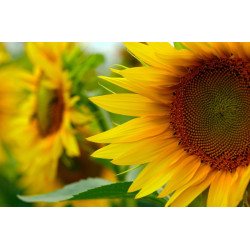 Semilla Girasol 1,7 gramos