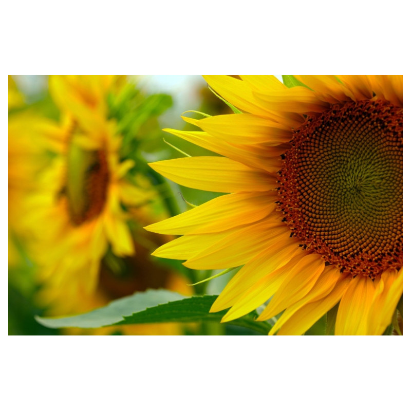 Semilla Girasol 1,7 gramos