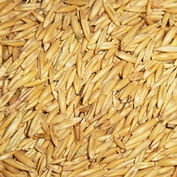 Ración Avena para gatos
