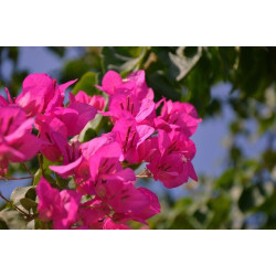 Planta Santa Rita