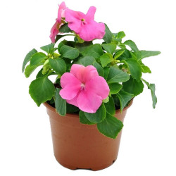 Planta alegría doble