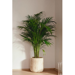 Planta Areca