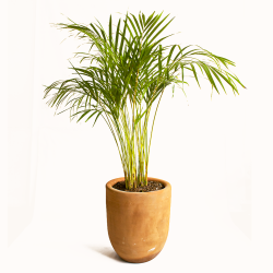 Planta Areca