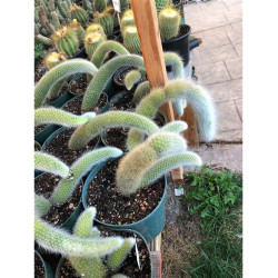 Planta cola de mono