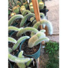 Planta cola de mono