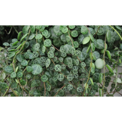 Planta collar de tortuga