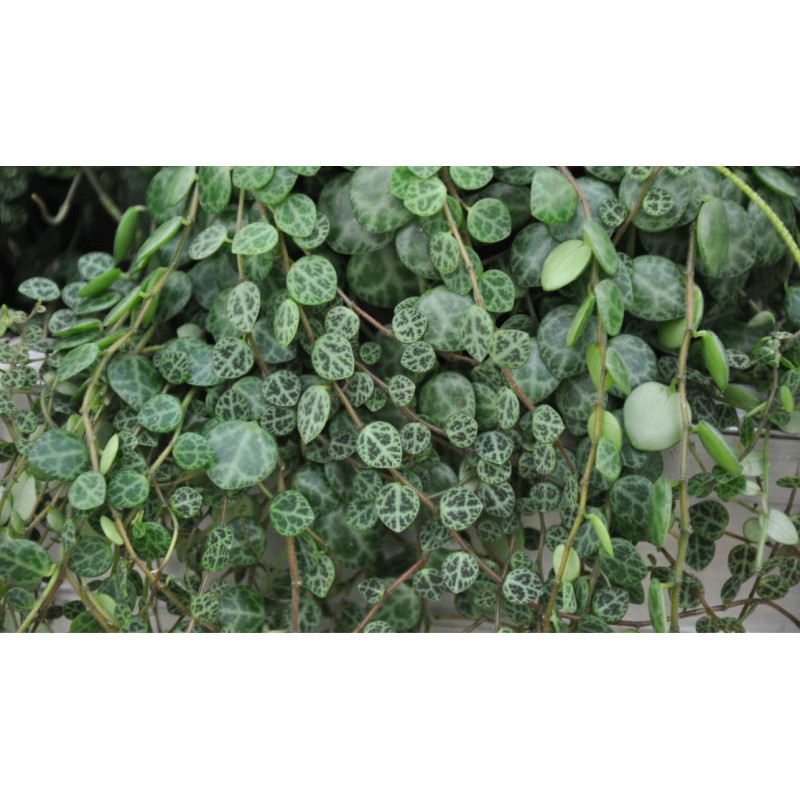 Planta collar de tortuga