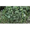 Planta collar de tortuga