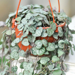 Planta corazón de María