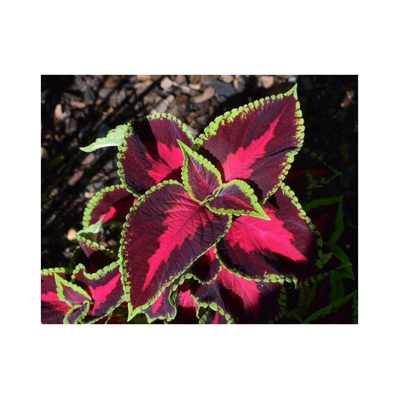 Planta Cretona Planta Cretona