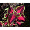 Planta Cretona