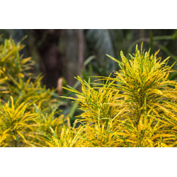 Planta Crotón dorado