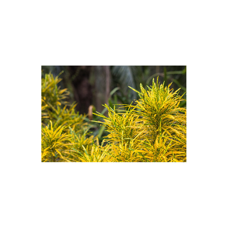 Planta Crotón dorado