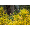 Planta Crotón dorado