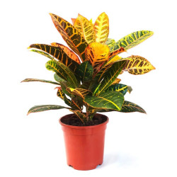 Planta crotón