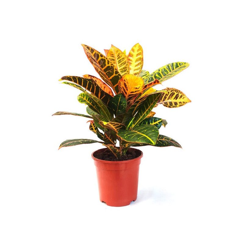 Planta crotón