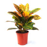 Planta crotón