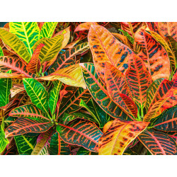 Planta crotón