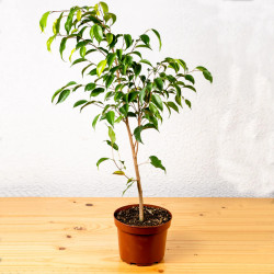 Planta Ficus Benjamina