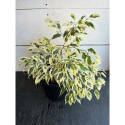 Planta Ficus Blanco