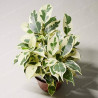 Planta Ficus Blanco