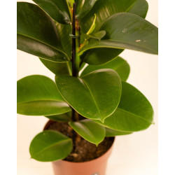 Planta Gomero