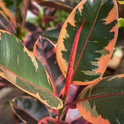 Planta Gomero Variegado