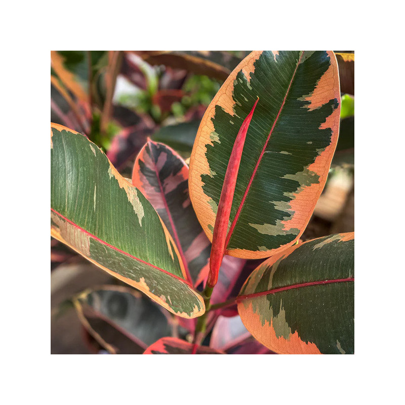 Planta Gomero Variegado Planta Gomero Variegado
