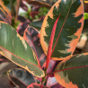 Planta Gomero Variegado